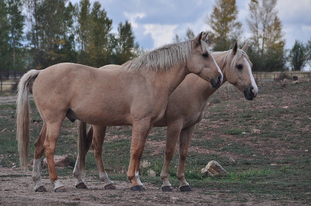 horses